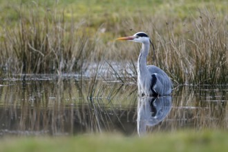 Grey heron (Ardea cinerea), hunting, in the water, Dingdener Heide nature reserve, North