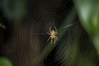 Spider sitting in a spider web, at night, Puntarenas province, Costa Rica, Central America