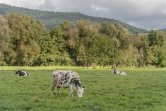 Three cows graze on a lush green field. The cows are black and white and scattered across the field