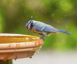 Blue tit (Cyanistes caeruleus) adult bird standing on a bird bath, Lower Saxony, Germany, Europe