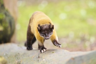 Yellow-throated marten (Martes flavigula) on an old tree trunk, Germany, Europe