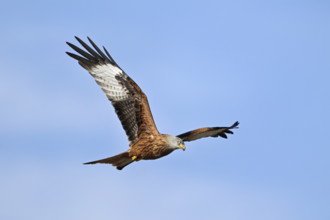 Red Kite, Red Kite, Montagu's Harrier, Montagu's Harrier (Milvus milvus), in flight, Canton Aargau,