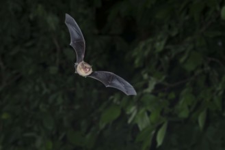 Common pipistrelle (Pipistrellus pipistrellus) hunting insects in front of deciduous forest,