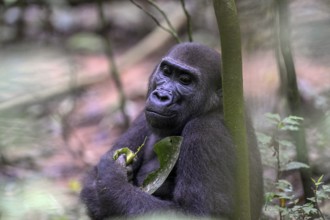 Western lowland gorilla (Gorilla gorilla gorilla) near the Baï-Hokou forest clearing, female,