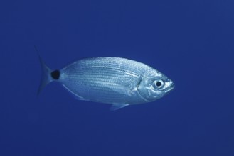 Banded seabream (Oblada melanura) in the Mediterranean Sea near Hyères, monochrome blue background,