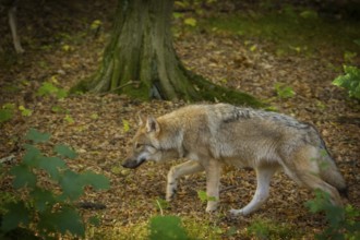 Moritzburg Game Reserve, Moritzburg, Saxony, Germany, Europe