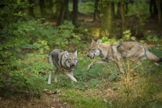 Moritzburg Game Reserve, Moritzburg, Saxony, Germany, Europe