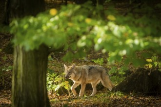 Moritzburg Game Reserve, Moritzburg, Saxony, Germany, Europe