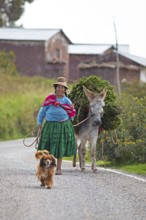 Peruvian woman in traditional dress with dog and donkey, Chuicuito peninsula on Lake Titicaca, Puno