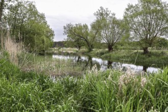 Unregulated natural course of the Spree, Mönchwinkel, 16 05 2023