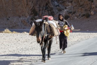 Berber woman with donkey, traditional clothing, Morocco, Africa