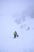 Winter onset, hike, alpine pasture, snow, dog, husky, mountains, September, snowfall, cold, summer