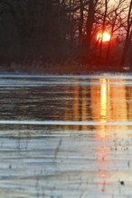 Winter floods 2024 on the Elbe and Mulde rivers with flooding of the meadows, ice on the meadows