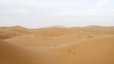 Dunes in the desert, Erg Chebbi, Sahara, Merzouga, Morocco, Africa