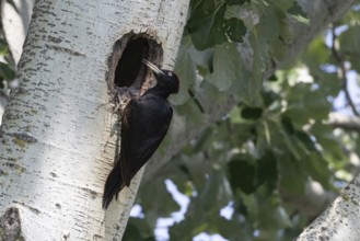 Black woodpecker (Dryocopus martius) in front of nesting cavity, Austria, Upper Austria, Europe