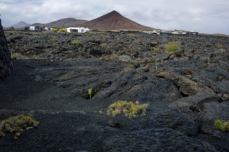 Volcanic landscape, Fundación César Manrique, César Manrique Foundation, Tahíche, Lanzarote, Canary