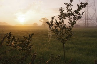 Landscape, Sunrise, Spider web, Nature, Atmospheric, Germany, Unspoilt nature with windmill in the