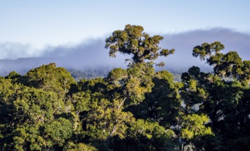 Tree in the cloud forest, mountain rainforest, Parque Nacional Los Quetzales, Costa Rica, Central