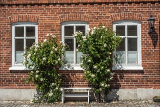 Old house with roses on a tiny street in the small town of Ystad, Skåne county, Sweden,