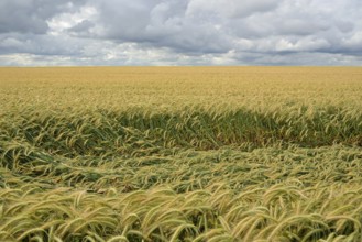 Cereal field, downed barley (Hordeum vulgare) after storm, crop failure, North Rhine-Westphalia,