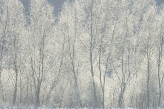 Winter landscape, trees covered with hoarfrost, backlit, North Rhine-Westphalia, Germany, Europe