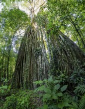 Hanging roots of a giant strangler fig (Ficus americana), looking upwards, in the rainforest,