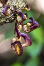 Yellow and purple flowers of an Aristolochia leuconeura, climbing plant, Carara National Park,