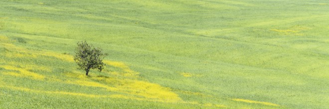 Mulberry tree (Morus) in a field with flowering yellow broom (Genista tinctoria), Tuscany, Italy,