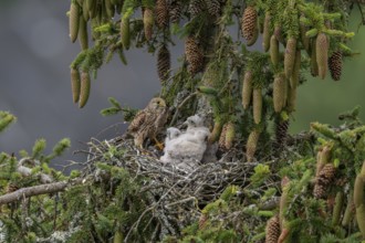 Common kestrel (Falco tinnunculus), female adult bird, bringing a mouse to the nest of young birds