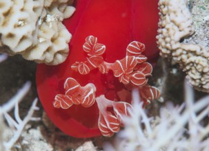 Snail, Spanish dancer, night shot, dive site reef Abu Nuhas, Red Sea, Egypt, Africa