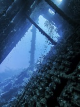 Shoal of fish in the wreck of the Carnatic, Red Sea, Egypt, Africa