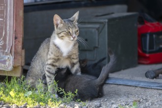 Domestic cat, 8-week-old kitten, Vulkaneifel, Rhineland-Palatinate, Germany, Europe