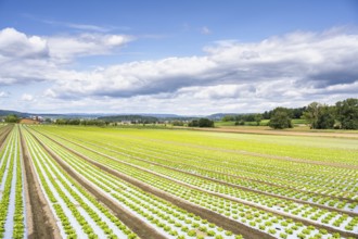 Young lettuce growing in a field, lettuce cultivation, vegetable cultivation, cultivation of