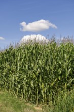 Symbolic image, renewable energies, maize plants, field, biogas plant, feed maize, immature,