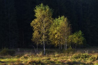 Downy birches (Betula pubescens) in autumn, morning light, Klosterfilz Moor, Bavarian Forest