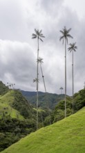 Quindio wax palm (ceroxylon quindiuense), Cocora Valley, Salento, Quindio, Colombia, South America