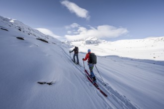 Two ski tourers ascending in fresh snow, snow-covered mountain peak Monte Cevedale in the