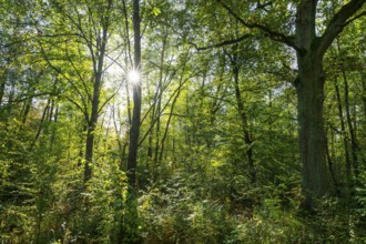 Wilderness forest, trees in backlight with sun star, Lower Saxony, Germany, Europe