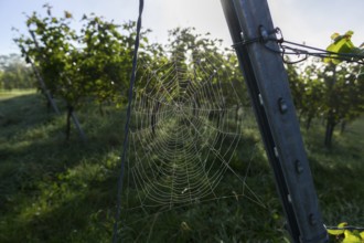 Spider web wetted by morning dew on a steel post in a vineyard, Korb-Steinreinach, Rems Valley,