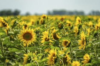 Field with sunflowers near Jerichow, Saxony-Anhalt, Germany, Europe