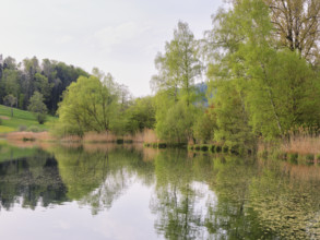 Birches and willows shedding their leaves, Türlersee, Hausen am Albis, Canton Zurich, Salix