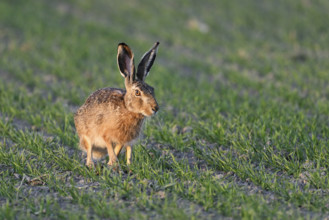 European hare (Lepus europaeus), sitting in meadow, Lake Neusiedl National Park, Seewinkel,