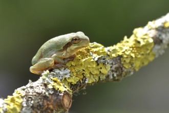 European tree frog (Hyla arborea) sitting on a lichen-covered branch in its natural environment,