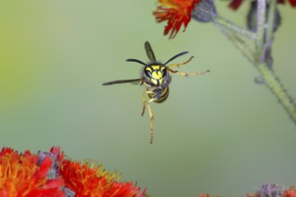 Common wasp (Vespula vulgaris), wasp in flight, over flowers of orange hawkweed (Hieracium