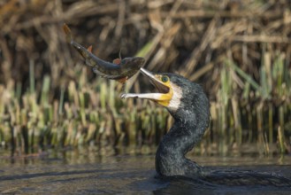 Great cormorant (Phalacrocorax carbo) with preyed river european perch (Perca fluviatilis), Hesse,