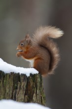 Red squirrel (Sciurus vulgaris) adult animal feeding on a nut on a tree stump covered in snow in