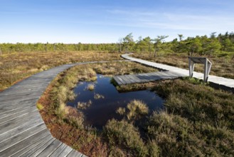 Plank path through the Black Moor, blue sky, near Fladungen, Bavarian Rhön Biosphere Reserve,