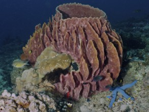 Barrel sponge, barrel sponge (Xestospongia testudinaria) surrounded by fish and starfish, Spice