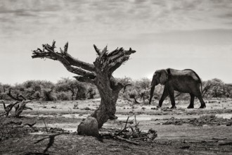 Elephant (Loxodonta africana), dead tree, steppe, dryness, drought, climate change, black and