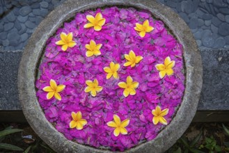 Decoration with flower in a spa, frangipani, blossoms, wellness, petals, petals, flower, plant,